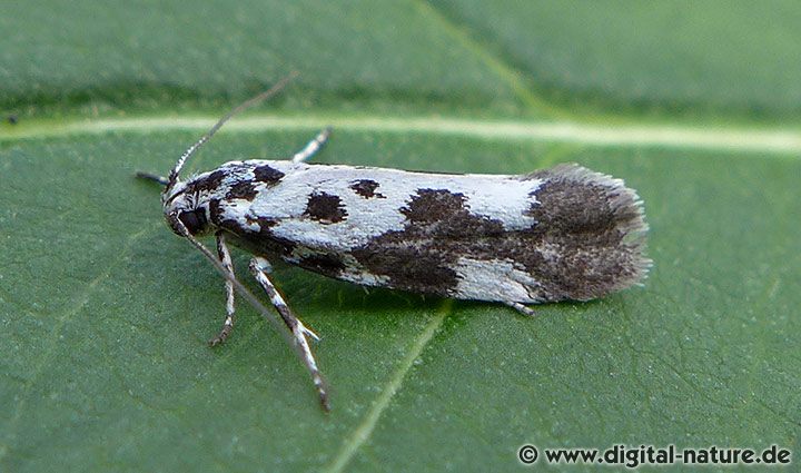 Grasminiermotte Ethmia quadrillella