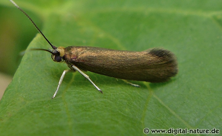 Roeslerstammia erxlebella oder pronubella