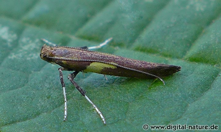 Miniermotte Caloptilia semifascia