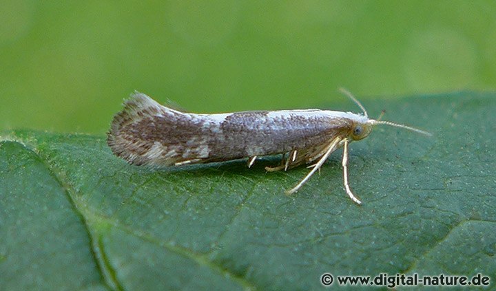 Schlehen-Knospenmotte Argyresthia spinosella