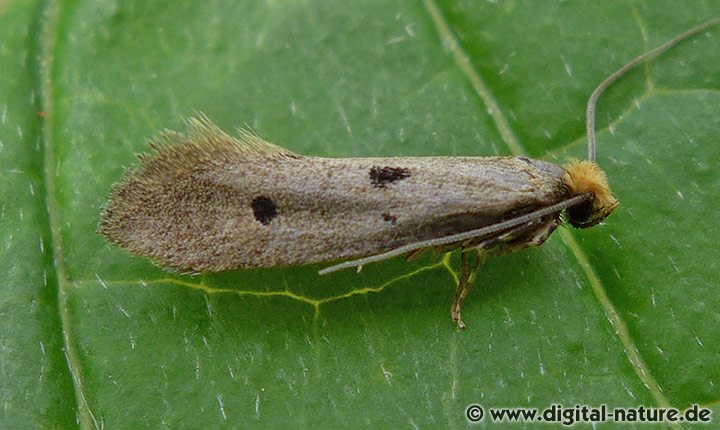 Tinea trinotella