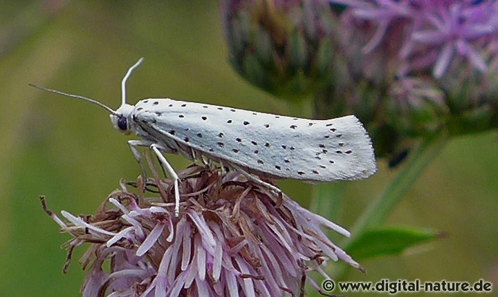 Traubenkirschen-Gespinstmotte (Yponomeuta evonymella)