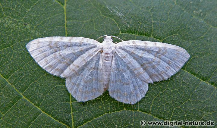 Ungepunkteter Zierspanner Asthena albulata