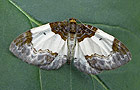 Mesoleuca albicillata