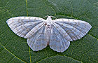 Asthena albulata