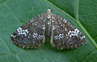 Perizoma alchemillata