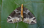 Ecliptopera capitata