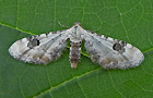 Eupithecia centaureata