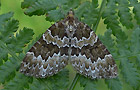Electrophaes corylata