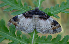 Catarhoe cuculata