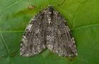 Epirrita