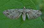 Eupithecia exiguata