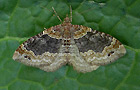 Xanthorhoe ferrugata