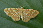 Hydrelia flammeolaria