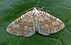 Perizoma flavofasciata