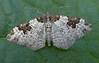Xanthorhoe fluctuata
