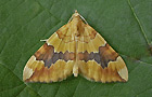 Cidaria fulvata