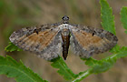 Eupithecia icterata