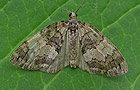 Hydriomena impluviata