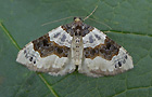 Cosmorhoe ocellata