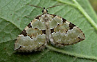Colostygia pectinataria