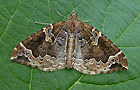 Eulithis prunata