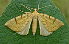 Gandaritis pyraliata