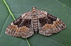 Xanthorhoe quadrifasiata