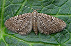 Eupithecia satyrata