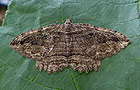 Philereme transversata