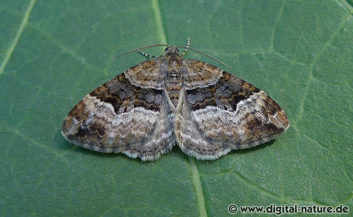 Springkraut-Blattspanner Xanthorhoe biriviata
