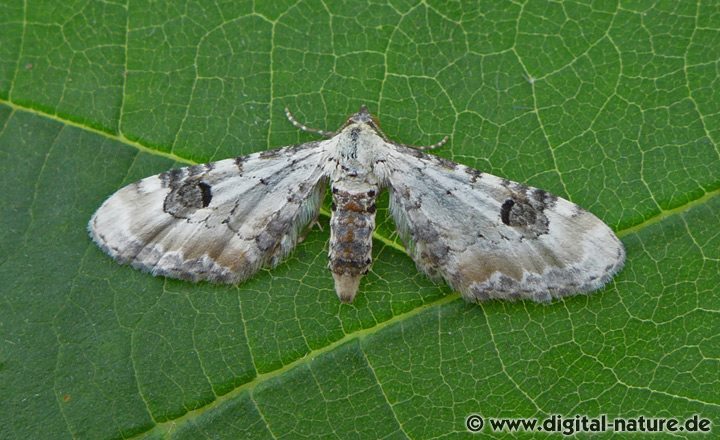 Mondfleckiger Blütenspanner Eupithecia centaureata