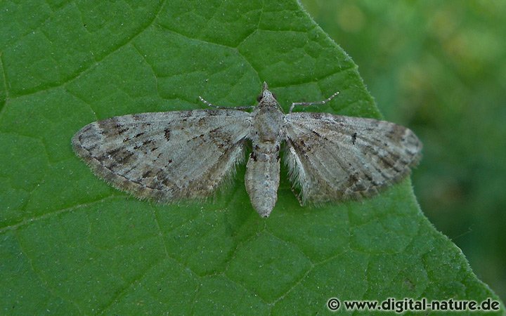 Hecken-Blütenspanner Eupithecia exiguata