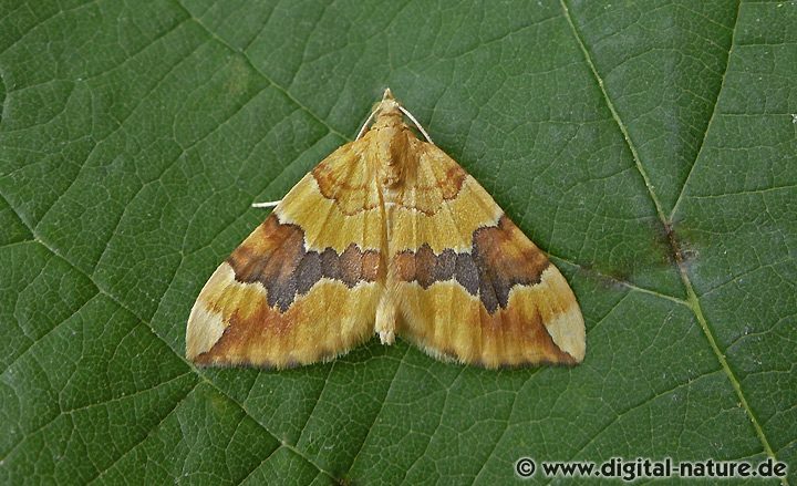 Gelber Rosen-Bindenspanner Cidaria fulvata