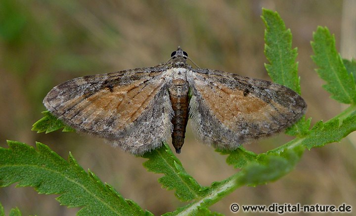 Schafgarben-Blütenspanner Eupithecia icterata