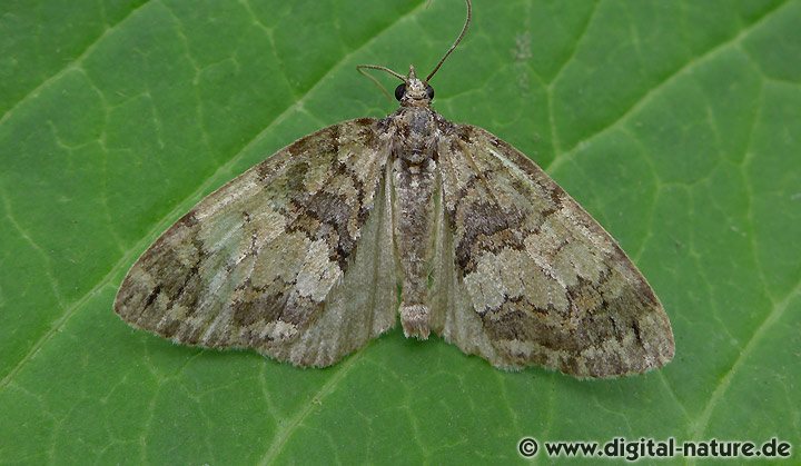 Erlen-Palpenspanner Hydriomena impluviata