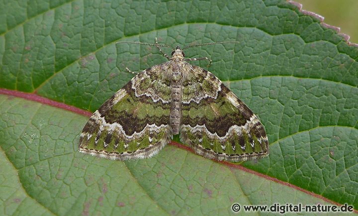 Olivgrüner Bergwald-Blattspanner (Colostygia olivata)