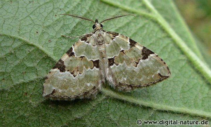 Prachtgrüner Bindenspanner (Colostygia pectinataria)