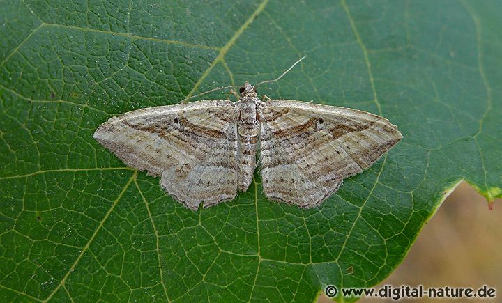 Viellinien-Blattspanner (Costaconvexa polygrammata)