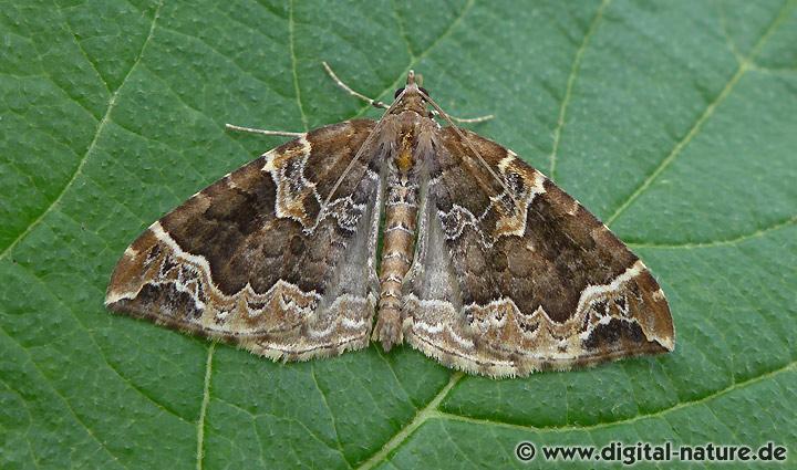 Dunkelbrauner Haarbüschelspanner Eulithis prunata