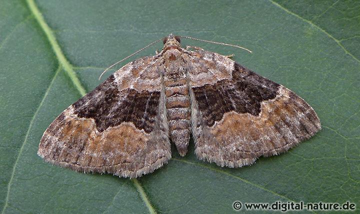 Vierbinden-Blattspanner Xanthorhoe quadrifasiata