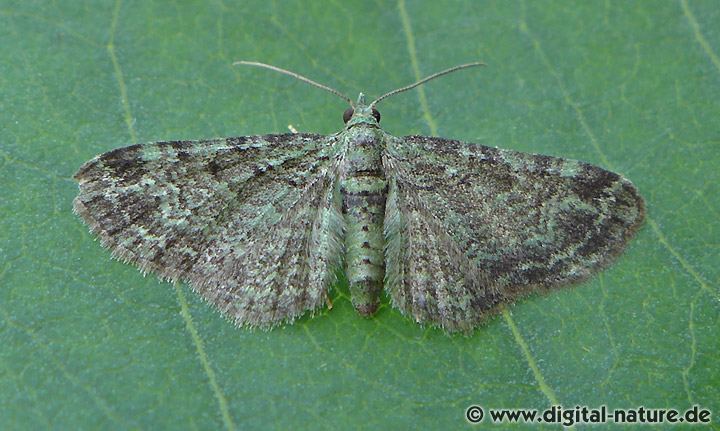 Graugrüner Apfel-Blütenspanner (Pasiphila rectangulata)