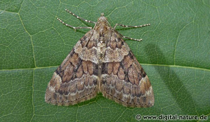 Thera variata oder britannica