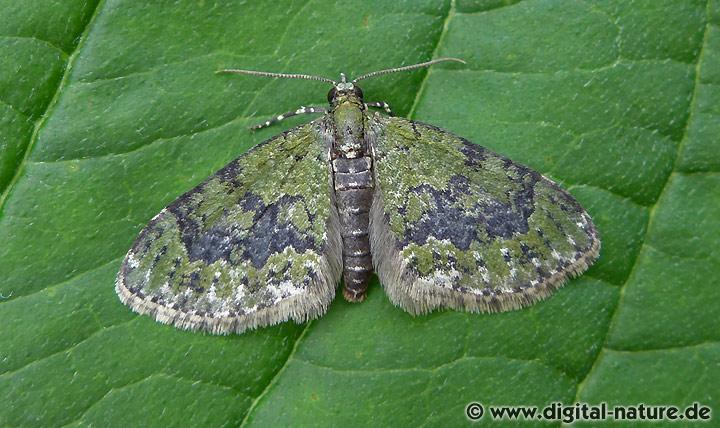 Gelbgrüner Lappenspanner Acasis viretata
