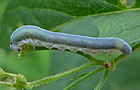 Monostegia abdominalis