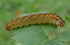 Tenthredo campestris