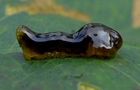 Kirschblattwespe