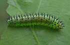 Periclista lineolata