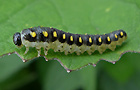 Tenthredo mandibularis