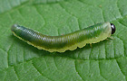 Strongylogaster mixta